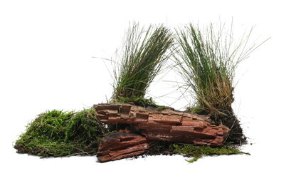 Canvas Print - Green grass and moss on rotten branch isolated on white, side view