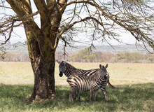 Two Zebra Stand Under A Tree In Kenya.