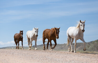 Naklejka na meble Red and white horses travel down the road.