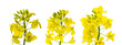 Colza flower. Rapeseed plant, colza rapeseed for green energy. Y