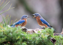 Two Blue Birds Squawking