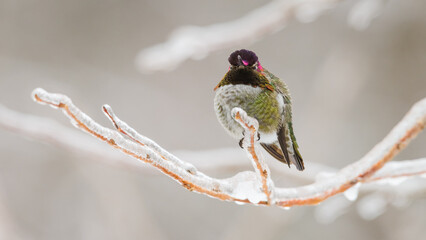 Wall Mural - Green annas hummingbird watching on an ice coated twig in winter with feather puffed out
