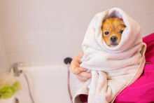 Bathing A Dog In The Bathroom Under The Shower. Grooming Animals, Grooming, Drying And Styling Dogs, Combing Wool. Grooming Master Cuts And Shaves, Cares For A Dog.