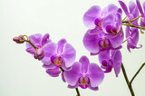 Fototapeta Storczyk - purple orchid, flowers on a branch on a light background close-up, phalaenopsis orchid, flower in full bloom