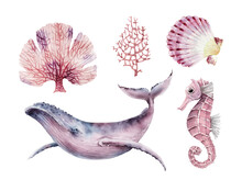 Set Of Corals And Marine Life Fish, Watercolor Illustrations.