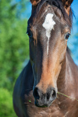 Canvas Print - portrait of  beautiful sportive mare grazing at freedom in pasture. close up