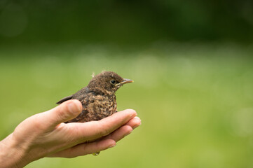 rescue_jevenile_bird_thrush