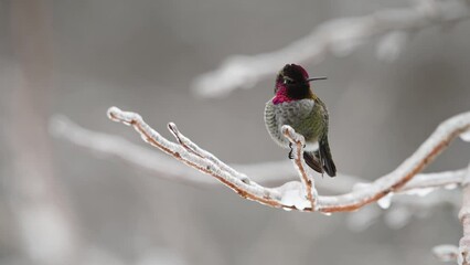 Wall Mural - Green annas hummingbird in profile perched on an ice coated twig in winter with feather puffed out turning head in icy wintertime
