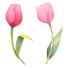Watercolor Illustration With Magenta Tulips. Separated Elements, Frames, Wreath And Borders. Watercolor Spring Floral Ornament.