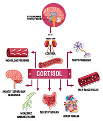 Canvas Print - stress cortisol system scheme