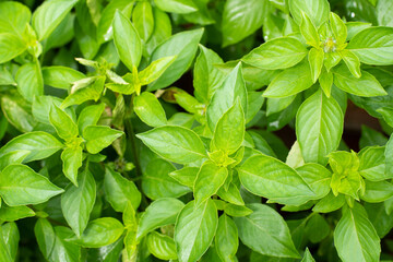 Fresh sweet basil leaves, top view.