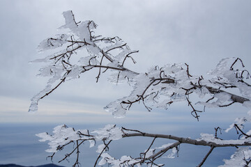 Sticker - Branches frozen in strangely shaped ice due to the wind on Demerdzhi mountain slope in spring. Crimea