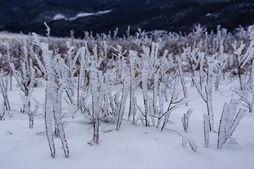 Sticker - Frozen dry wild meadow grass growing on Mount Demerdzhi in winter. Crimea