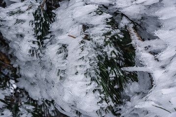 Sticker - Snow covered branch of pine trees on mountain Demerdzhi after blizzard in spring. Crimea