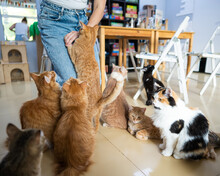 Caucasian Woman With Cats In A Cat Cafe.