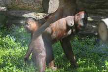 A Female Orangutan And A Baby On A Summer Day At The Zoo