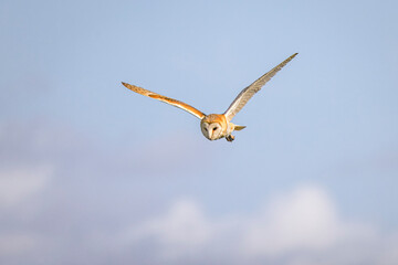  barn owl in flight hunting with blue sky background