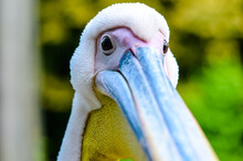 Pretty Close-up Portrait Of A Pelican