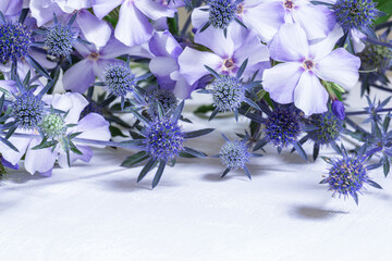 Blue flowers on white background. Phlox Maculata and Eryngium Planum or Blue Eryngo flowers bouquet