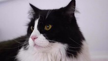 Furry Bicolor Cat Breed With Wide Yellow Eyes Looking Around. Close Up