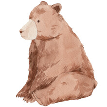 Little Grizzly Bear Cub Sits Painted In Watercolor, On A Transparent Background, For Your Design