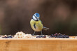 A blue tit on a bird table looks at the seeds and fruit.