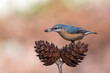 Nuthatch on some pine cones holding a seed