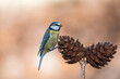 Blue tit on some pine cones