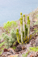 Isola di Tenerife, Canarie, Spagna. Scogliera Los Gigantes. Parco rurale del Teno
