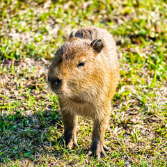 bebe capibara 2