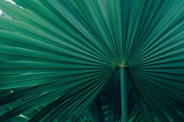 Fototapete - abstract green palm leaf texture, nature background, tropical leaf