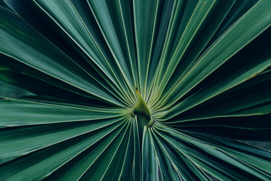 Fototapete -  - abstract green palm leaf texture, nature background, tropical leaf