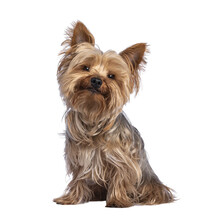 Scruffy Adult Blue Gold Yorkshire Terrier Dog, Sitting Up Facing Front Looking Towards Camera And Smiling. Isolated Cutout On A Transparent Background.