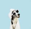 Dog summer season. Border collie puppy relaxing wrapped with a white towel and a cap shower. Spa day concept. Isolated on blue pastel background