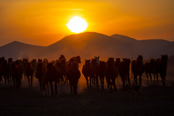 sun rays leaking from dust of wild horses. near hormetci village, between cappadocia and kayseri, tu