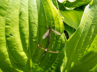 Close-up of a a couple of two adult Crane flies or mosquito hawks (Tipulidae species) mating on a leaf in summer