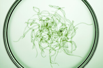 close up of filamentous algae in culture dish on green background.