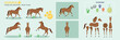 Brown Horse ready to animate with multiple poses accessories. Vector file labeled ready to rig. Horse riding, horse jumping, horses playing. 