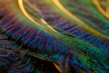 Feather. Peacock Feather. Closeup Of Peafowl Feathers.