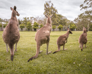 kangaroo