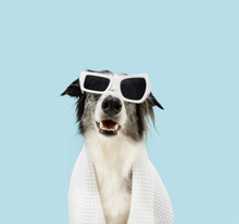 Happy Dog Summer Season. Border Collie Wrapped With A White Towel And Wearing Sunglasses. Isolated On Blue Pastel Background