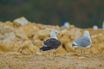 Wall Mural - Lesser Black-backed Gull (Larus fuscus) perched in the ground