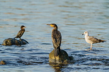 Wall Mural - Great Cormorant (Phalacrocorax carbo) perched on a rock in the sea