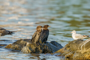 Canvas Print - Pygmy Cormorant (Microcarbo pygmaeus) perched on a rock in the sea