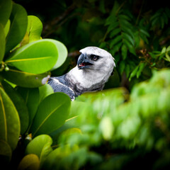 Wall Mural - Harpy Eagle (Harpia harpyja) at Anavilhanas National Park, Amazon rainforest