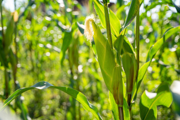 Wall Mural - Green corn growing in the field.