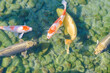 Nishikigoi fish in the pond
