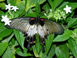 Fototapeta  - motyl Papilio lowi