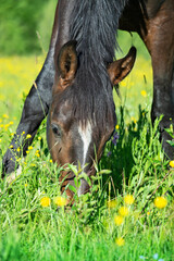 Wall Mural - portrait of  beautiful bay sportive mare grazing at freedom in pasture. close up