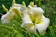  White with yellow throated daylily  variety Gentle Shepherd in a summer sunny garden close-up